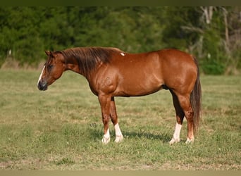 American Quarter Horse, Ruin, 8 Jaar, 155 cm, Roodvos