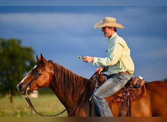 American Quarter Horse, Ruin, 8 Jaar, 155 cm, Roodvos