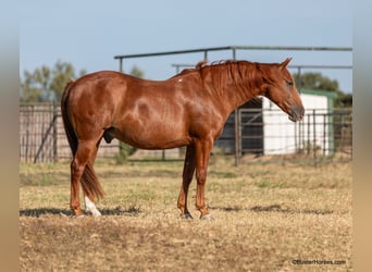 American Quarter Horse, Ruin, 8 Jaar, 155 cm, Roodvos