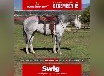 American Quarter Horse, Ruin, 8 Jaar, 155 cm, Schimmel