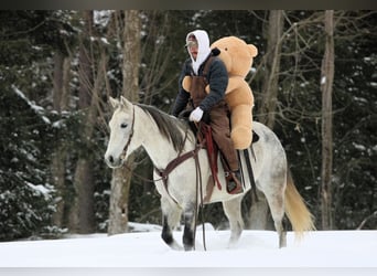 American Quarter Horse, Ruin, 8 Jaar, 155 cm, Schimmel