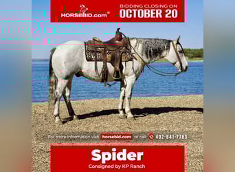 American Quarter Horse, Ruin, 8 Jaar, 155 cm, Schimmel