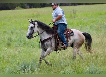 American Quarter Horse, Ruin, 8 Jaar, 155 cm, Schimmel