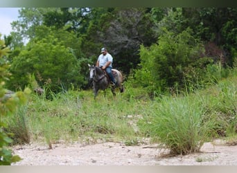 American Quarter Horse, Ruin, 8 Jaar, 155 cm, Schimmel