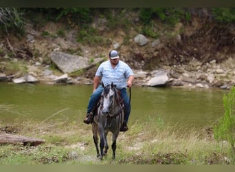 American Quarter Horse, Ruin, 8 Jaar, 155 cm, Schimmel