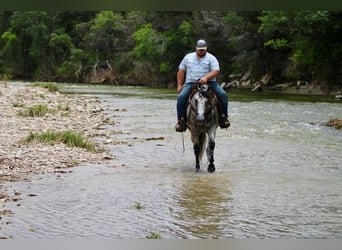 American Quarter Horse, Ruin, 8 Jaar, 155 cm, Schimmel