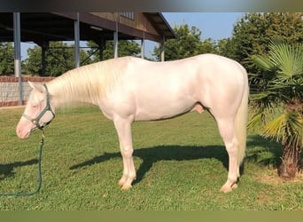 American Quarter Horse, Ruin, 8 Jaar, 155 cm, Schimmel