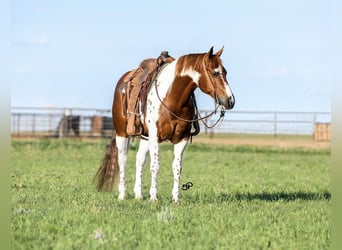 American Quarter Horse, Ruin, 8 Jaar, 155 cm, Tobiano-alle-kleuren
