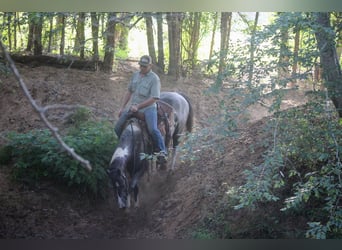 American Quarter Horse, Ruin, 8 Jaar, 155 cm, Tobiano-alle-kleuren