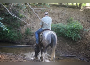 American Quarter Horse, Ruin, 8 Jaar, 155 cm, Tobiano-alle-kleuren