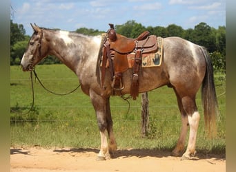 American Quarter Horse, Ruin, 8 Jaar, 155 cm, Tobiano-alle-kleuren