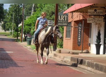 American Quarter Horse, Ruin, 8 Jaar, 155 cm, Tobiano-alle-kleuren