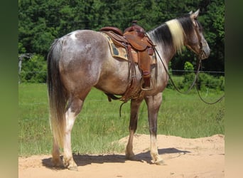 American Quarter Horse, Ruin, 8 Jaar, 155 cm, Tobiano-alle-kleuren