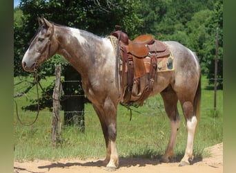 American Quarter Horse, Ruin, 8 Jaar, 155 cm, Tobiano-alle-kleuren