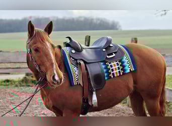 American Quarter Horse, Ruin, 8 Jaar, 155 cm, Vos