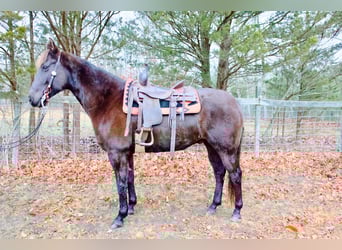 American Quarter Horse, Ruin, 8 Jaar, 155 cm