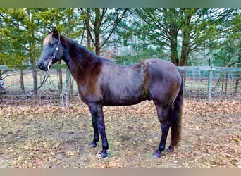 American Quarter Horse, Ruin, 8 Jaar, 155 cm