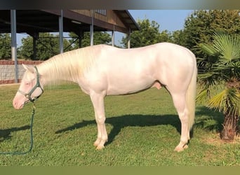 American Quarter Horse, Ruin, 8 Jaar, 155 cm, Wit