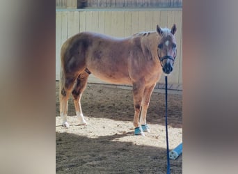 American Quarter Horse, Ruin, 8 Jaar, 156 cm, Palomino