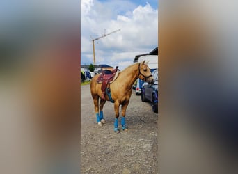 American Quarter Horse, Ruin, 8 Jaar, 156 cm, Palomino