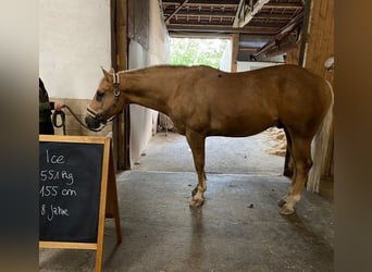 American Quarter Horse, Ruin, 8 Jaar, 156 cm, Palomino