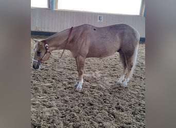 American Quarter Horse, Ruin, 8 Jaar, 156 cm, Palomino