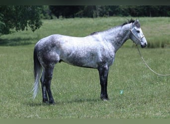 American Quarter Horse, Ruin, 8 Jaar, 157 cm, Appelschimmel