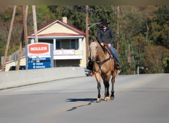 American Quarter Horse, Ruin, 8 Jaar, 157 cm, Buckskin