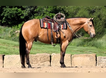 American Quarter Horse, Wallach, 8 Jahre, 157 cm, Buckskin