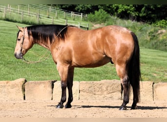 American Quarter Horse, Wallach, 8 Jahre, 157 cm, Buckskin