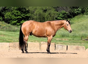 American Quarter Horse, Wallach, 8 Jahre, 157 cm, Buckskin