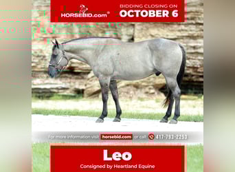 American Quarter Horse, Ruin, 8 Jaar, 157 cm, Grullo