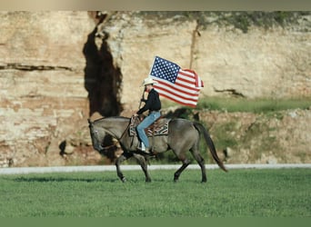 American Quarter Horse, Ruin, 8 Jaar, 157 cm, Grullo