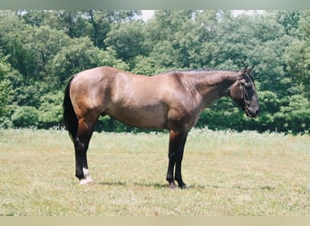 American Quarter Horse, Ruin, 8 Jaar, 157 cm, Grullo