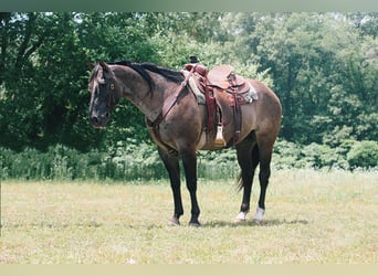 American Quarter Horse, Ruin, 8 Jaar, 157 cm, Grullo
