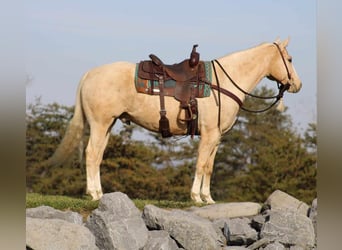 American Quarter Horse, Ruin, 8 Jaar, 157 cm, Palomino