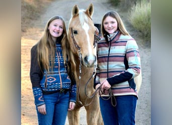 American Quarter Horse, Ruin, 8 Jaar, 157 cm, Palomino