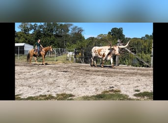 American Quarter Horse, Ruin, 8 Jaar, 157 cm, Palomino