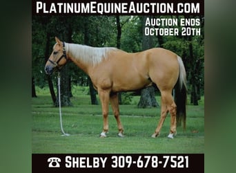 American Quarter Horse, Ruin, 8 Jaar, 157 cm, Palomino