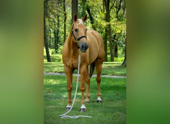 American Quarter Horse, Ruin, 8 Jaar, 157 cm, Palomino