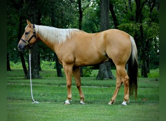 American Quarter Horse, Ruin, 8 Jaar, 157 cm, Palomino