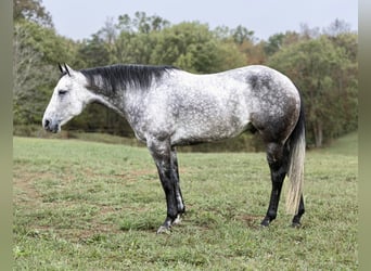 American Quarter Horse, Ruin, 8 Jaar, 157 cm