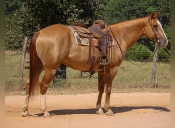 American Quarter Horse, Ruin, 8 Jaar, 157 cm, Red Dun