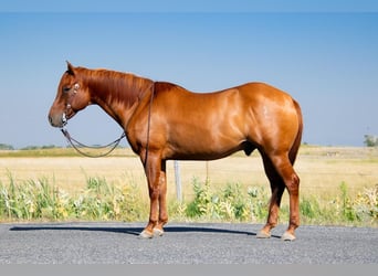 American Quarter Horse, Wallach, 8 Jahre, 157 cm, Red Dun