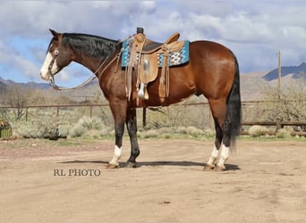 American Quarter Horse, Ruin, 8 Jaar, 157 cm, Roodbruin