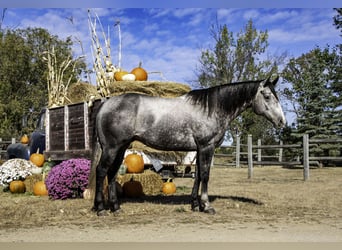 American Quarter Horse, Ruin, 8 Jaar, 157 cm, Schimmel