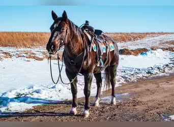 American Quarter Horse, Ruin, 8 Jaar, 157 cm, Zwart