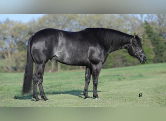 American Quarter Horse, Ruin, 8 Jaar, 157 cm, Zwart