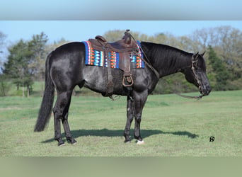 American Quarter Horse, Ruin, 8 Jaar, 157 cm, Zwart