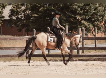 American Quarter Horse, Ruin, 8 Jaar, 158 cm, Buckskin